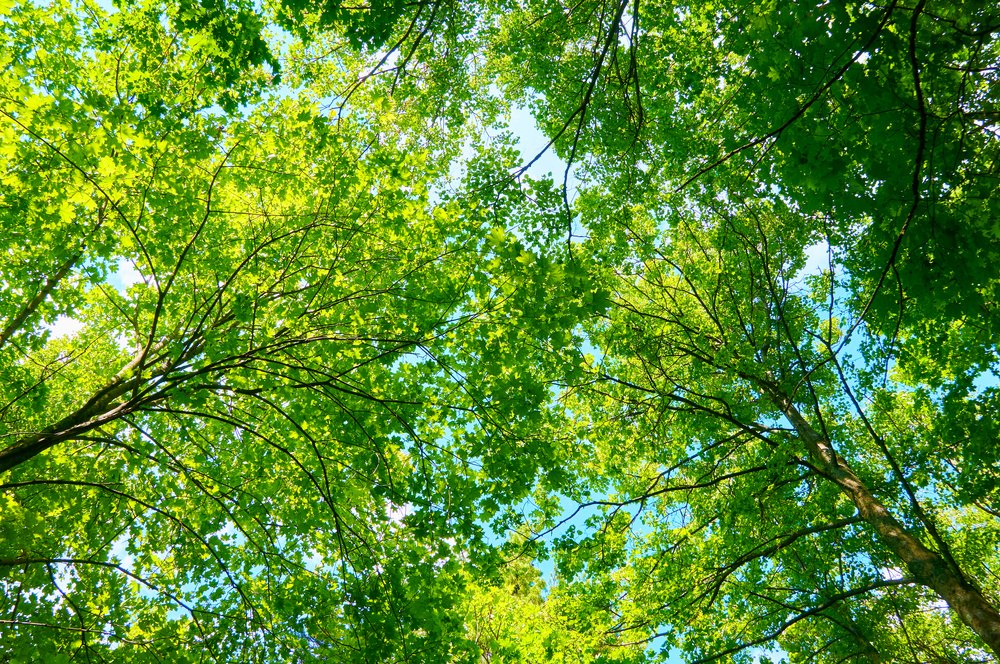 Looking up at over shadowing trees and leaves in front of blue sky. Wilts & Hants Tree Care. Tree Surgeons, Landscaping, Gardens, Fencing. Amesbury, Salisbury.