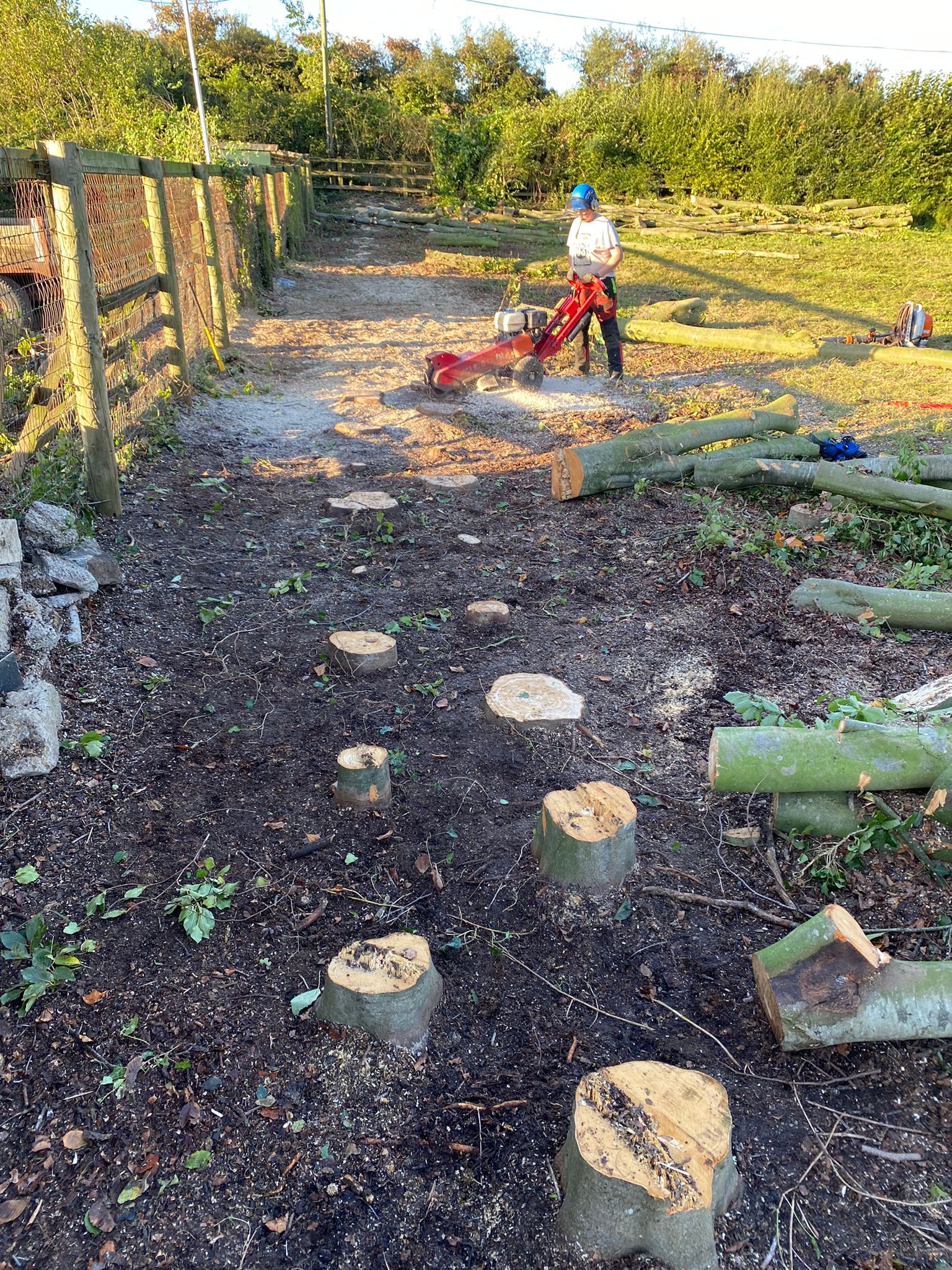 stump grinder in practice. Wilts & Hants Tree Care. Tree Surgeons, Landscaping, Gardens, Fencing. Amesbury, Salisbury.