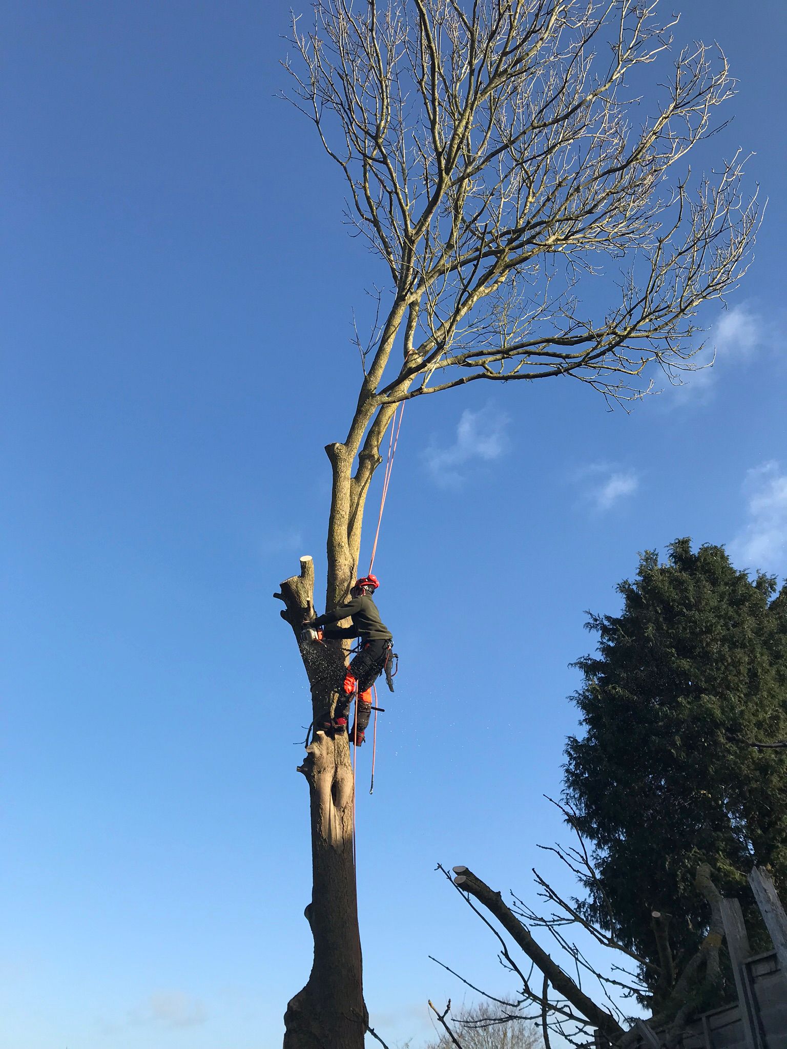 Tree surgeon up a tree. Wilts & Hants Tree Care. Tree Surgeons, Landscaping, Gardens, Fencing. Amesbury, Salisbury.
